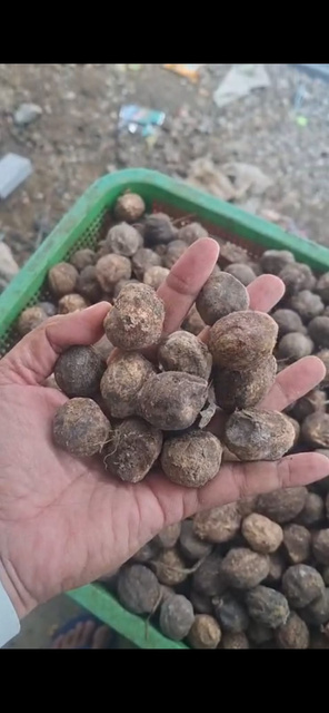 In-Shell Candlenut